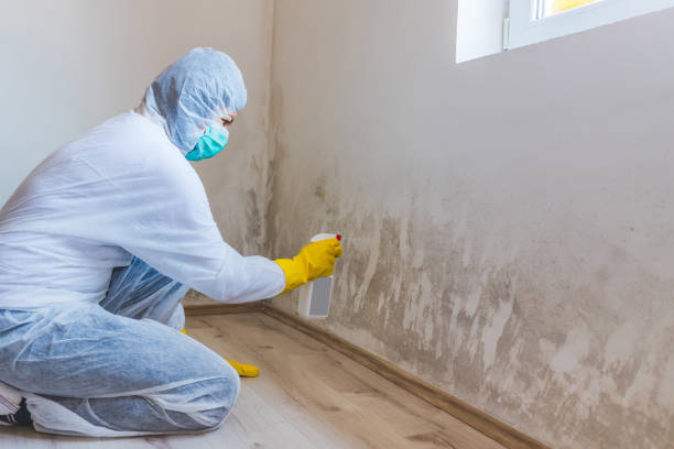 Licensed Black Mold Remediation service in Sterling, VA - 24 Hour Mold Removal