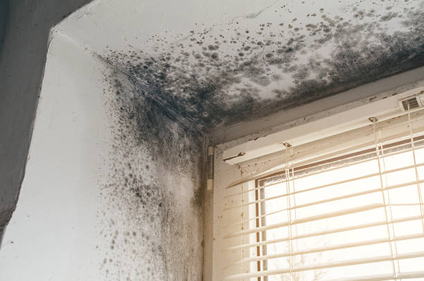 Affordable Black Mold Remediation solutions in Sterling, VA